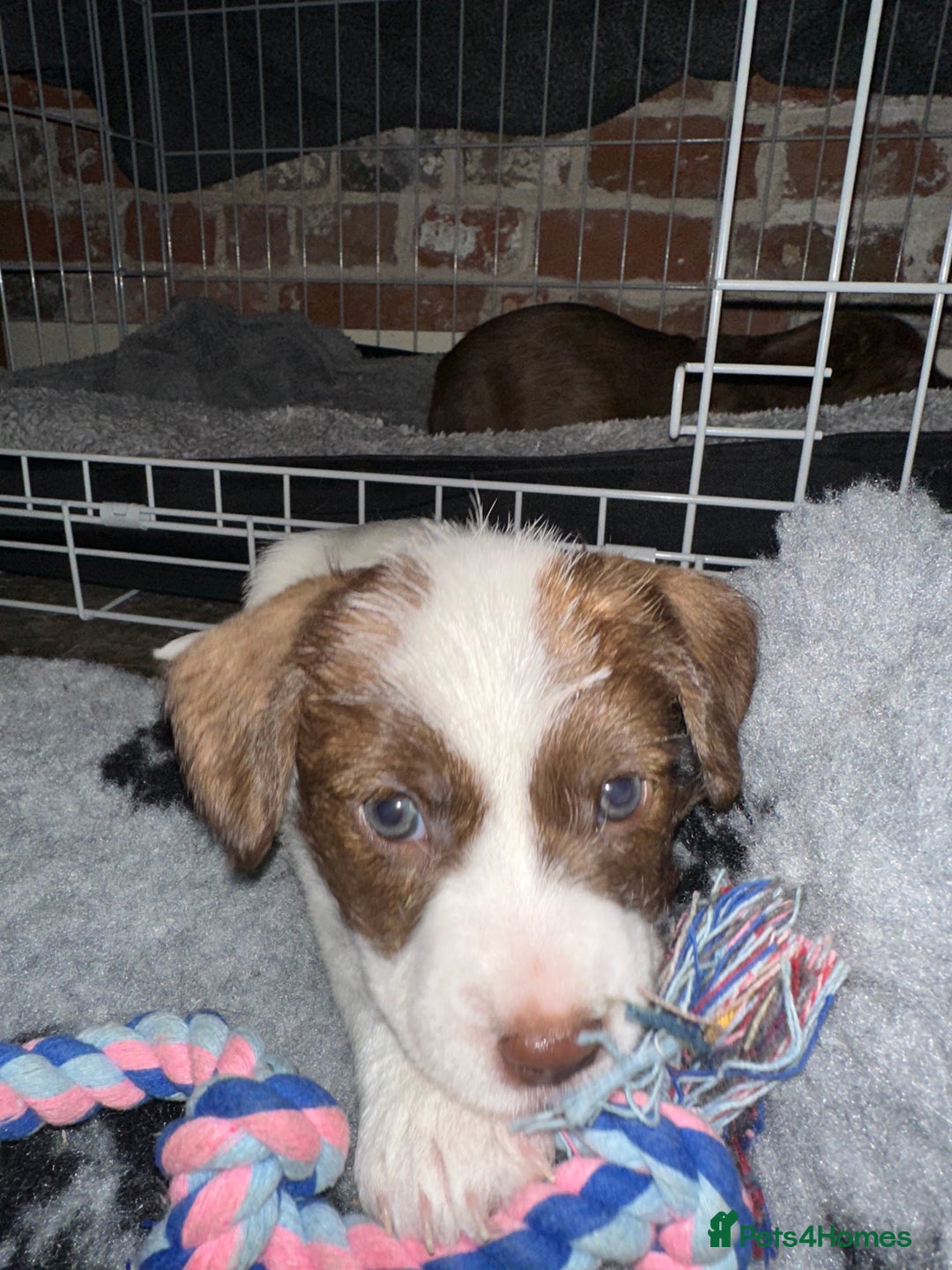 Mixed Breed dogs for sale: SpanielX x Jack Russell - Advert 12