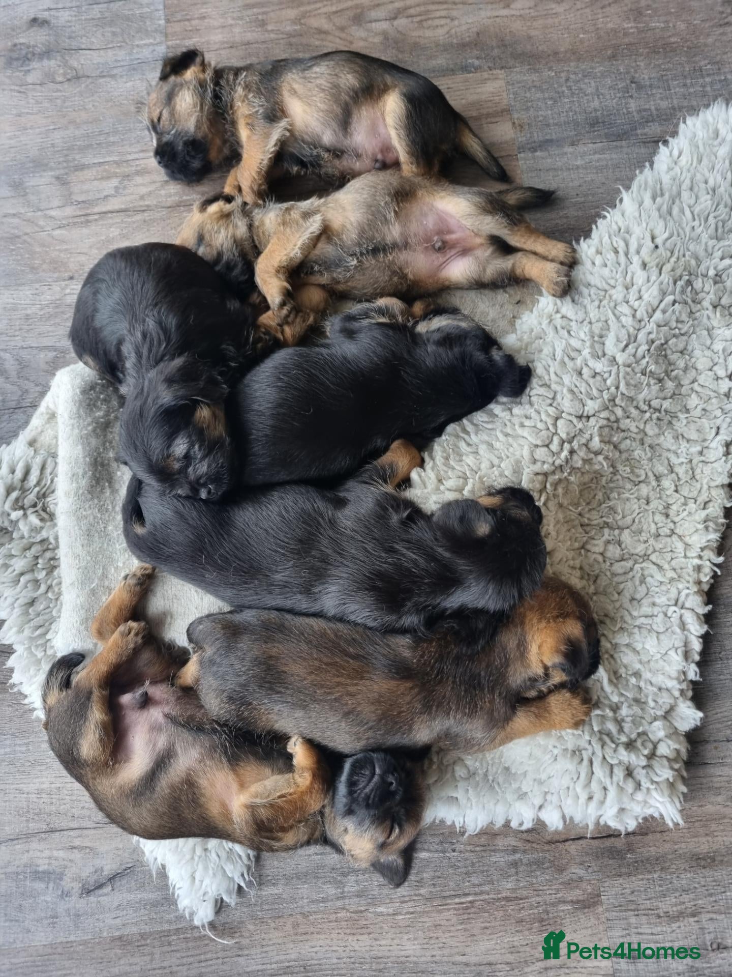 Border Terrier dogs Beautiful Border Terrier Puppies - Advert 11
