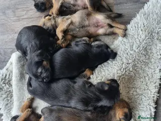 Border Terrier dogs Beautiful Border Terrier Puppies - Advert 11