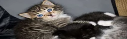 Ragdoll cats for sale: Ragdoll Kittens in Leicester - Advert 4