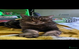 Brazilian Shorthair cats for sale: Reluctant rehome for Tiggy - Image 1