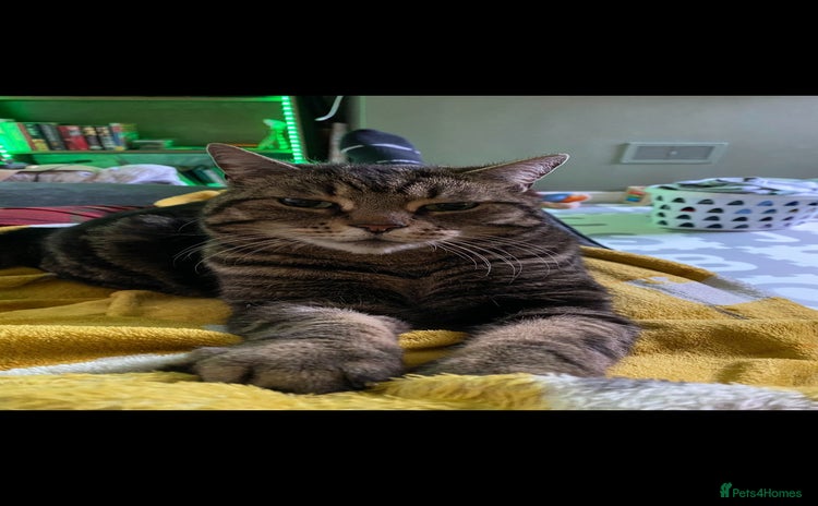 Brazilian Shorthair cats - Advert 1