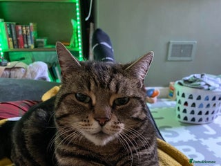 Brazilian Shorthair cats - Advert 2