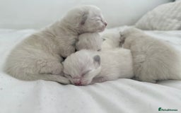 Ragdoll cats for sale: BLUE POINT RAGDOLL KITTENS! - Image 2