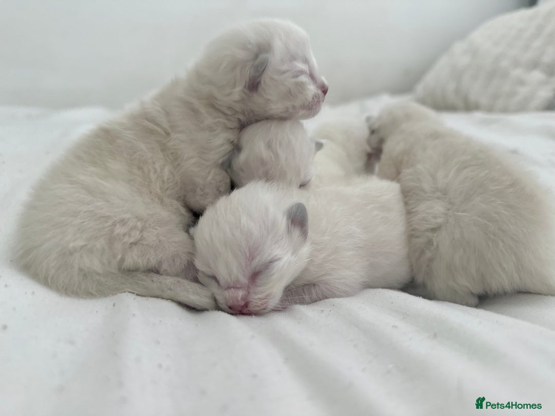 Ragdoll cats for sale: BLUE POINT RAGDOLL KITTENS! - Image 2