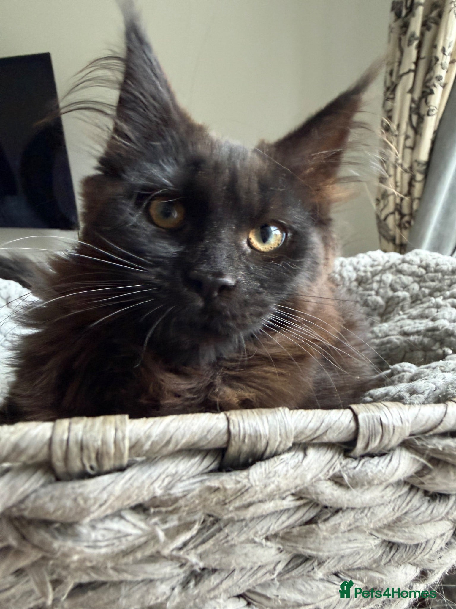 Maine Coon cats 🐾Tica registered Maine Coon Kittens Available 🐾 - Advert 1