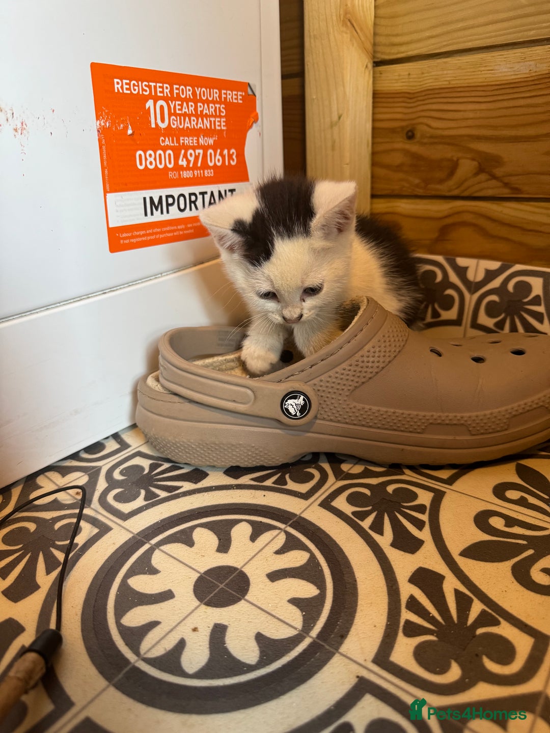 Mixed Breed cats for sale: Two beautiful fluffy girls kittens  - Image 14