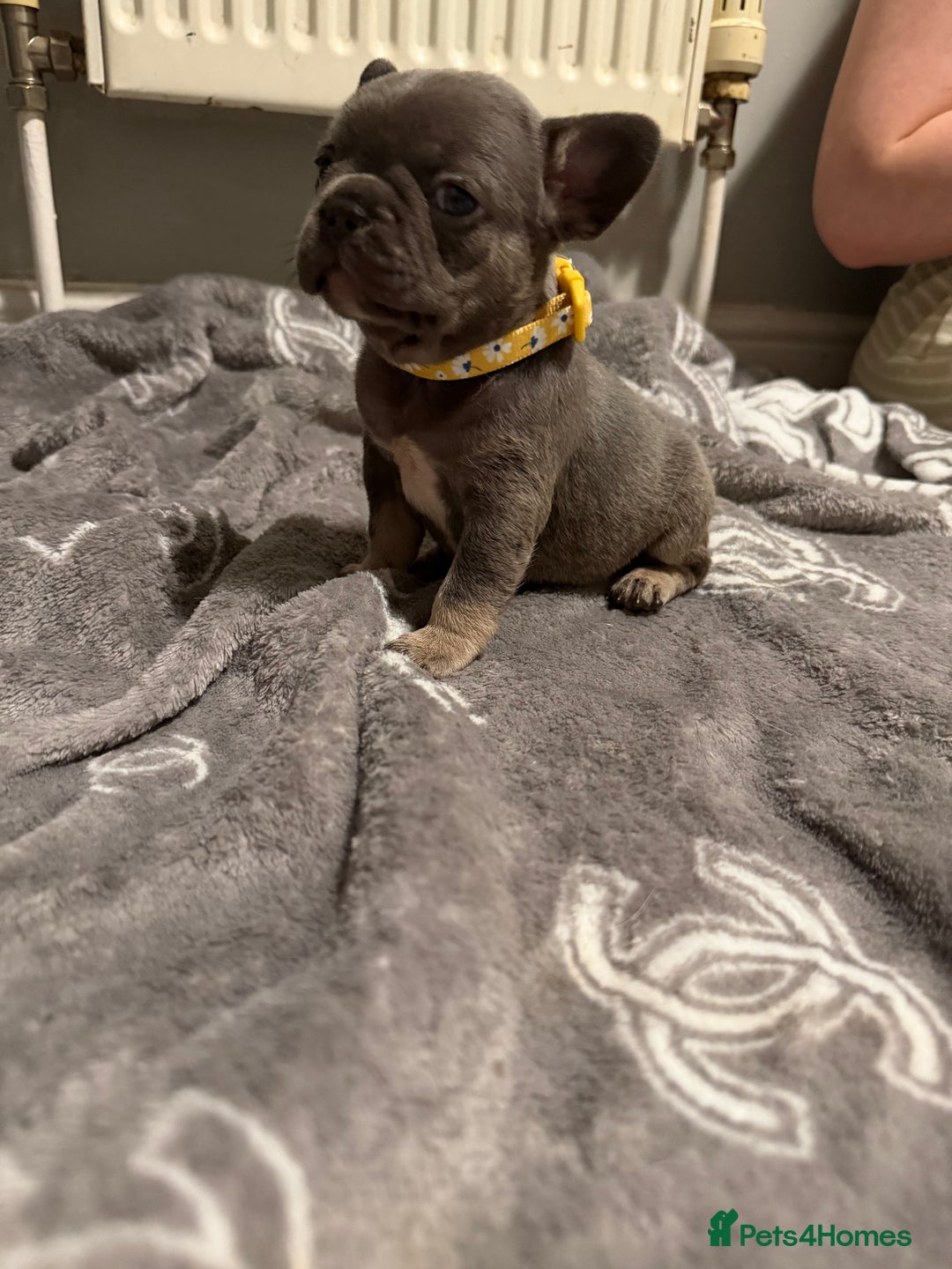 French Bulldog dogs for sale: French bulldog - Advert 26