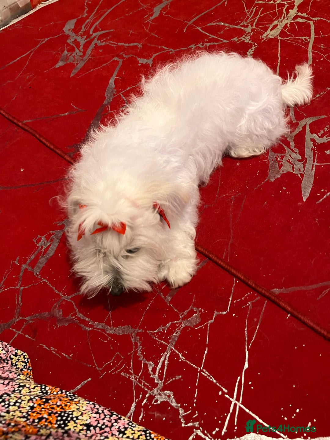 Maltese dogs for sale: Lolita is looking for a new loving family - Advert 6