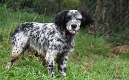 English Setter dogs for adoption: Evo   - Image 6