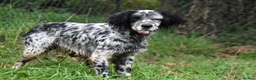 English Setter dogs for adoption: Evo   - Advert 11
