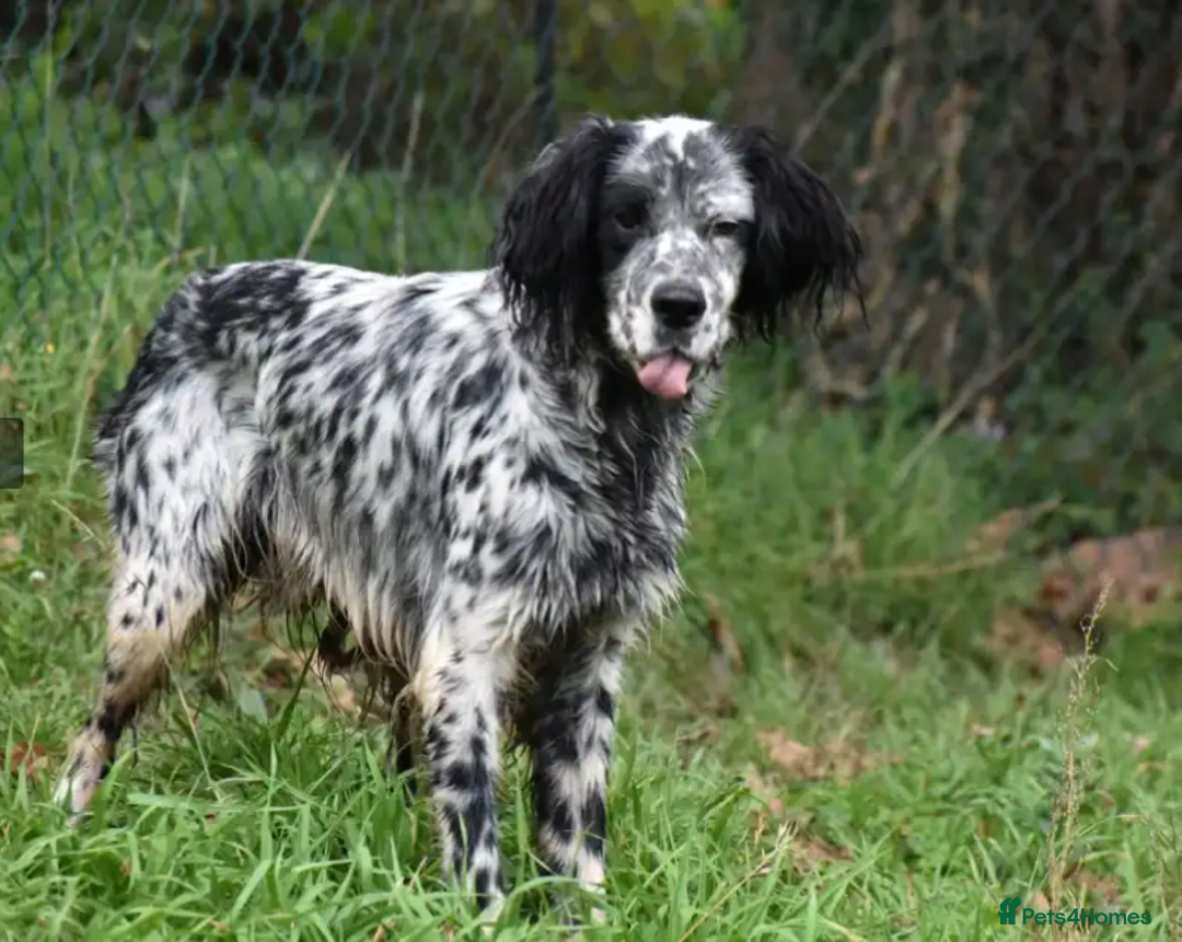 English Setter dogs for adoption: Evo   - Image 6