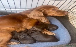 Cocker Spaniel dogs for sale: Working cocker spaniel puppies - Image 6