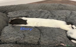 English Springer Spaniel dogs for sale: Springer spaniel puppies  - Image 8
