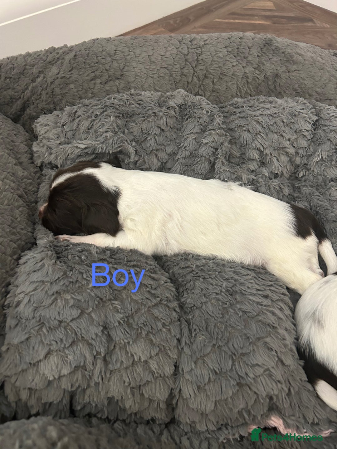 English Springer Spaniel dogs for sale: Springer spaniel puppies  - Image 8