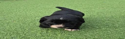 Cocker Spaniel dogs for sale: Two beautiful male pups available  - Advert 11