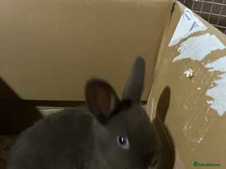 Mixed Breed rabbits Baby rabbits - Advert 23