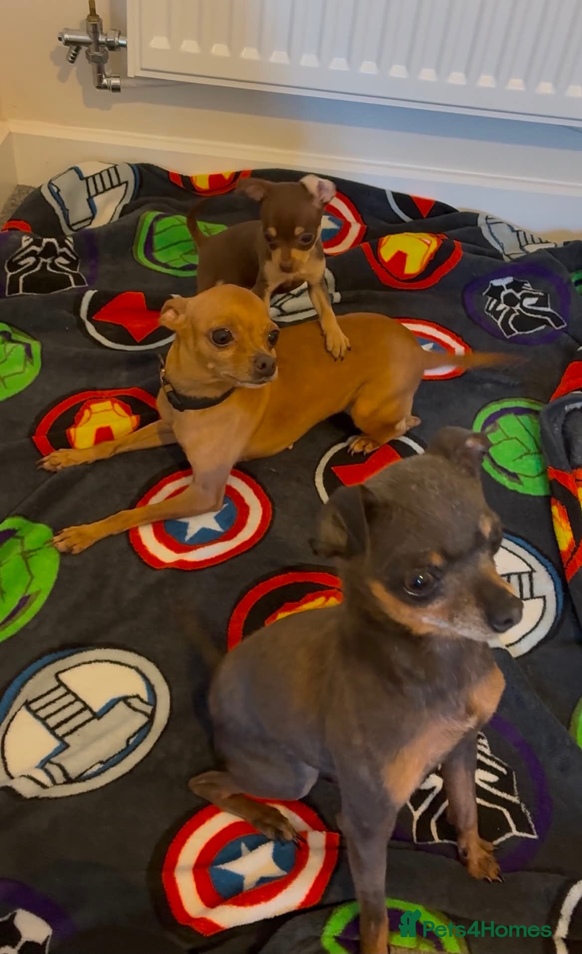 Russian Toy Terrier dogs Russian toy terrier  - Advert 8