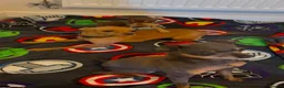 Russian Toy Terrier dogs for sale: Russian toy terrier  - Advert 1