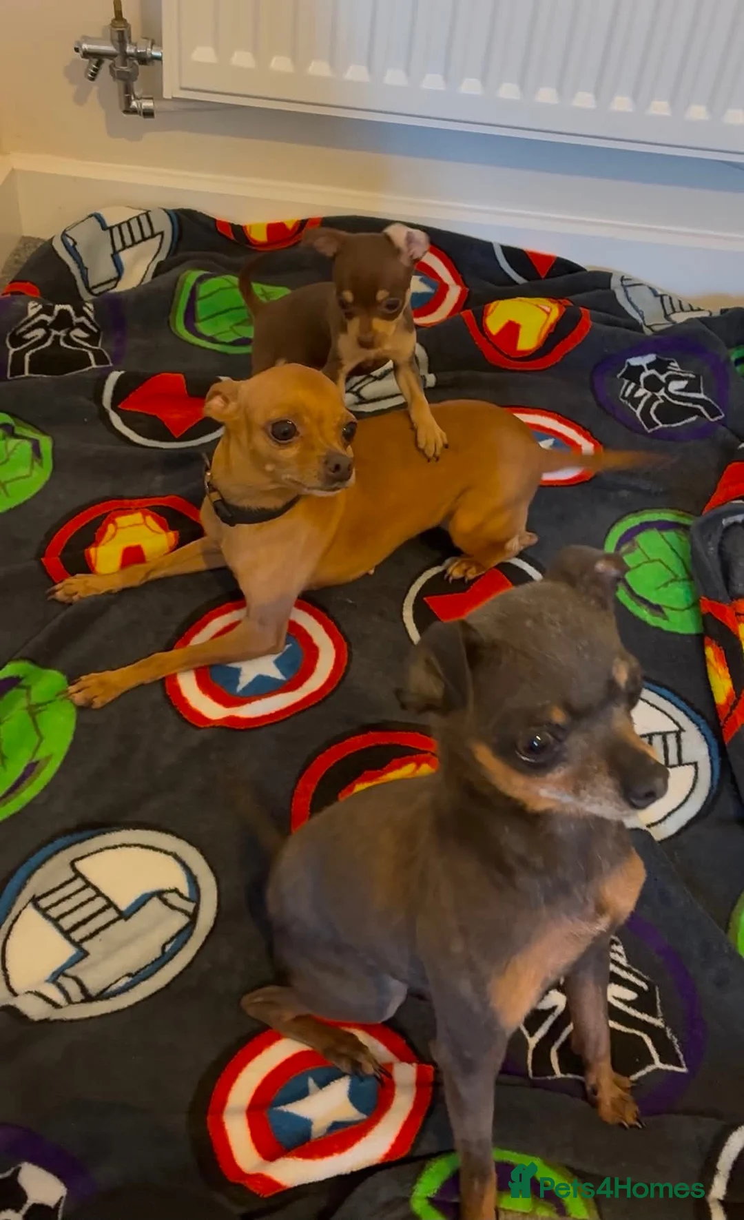 Russian Toy Terrier dogs for sale: Russian toy terrier  - Advert 1