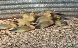 Ducks poultry for sale: Silver Appleyard drakes - Advert 5