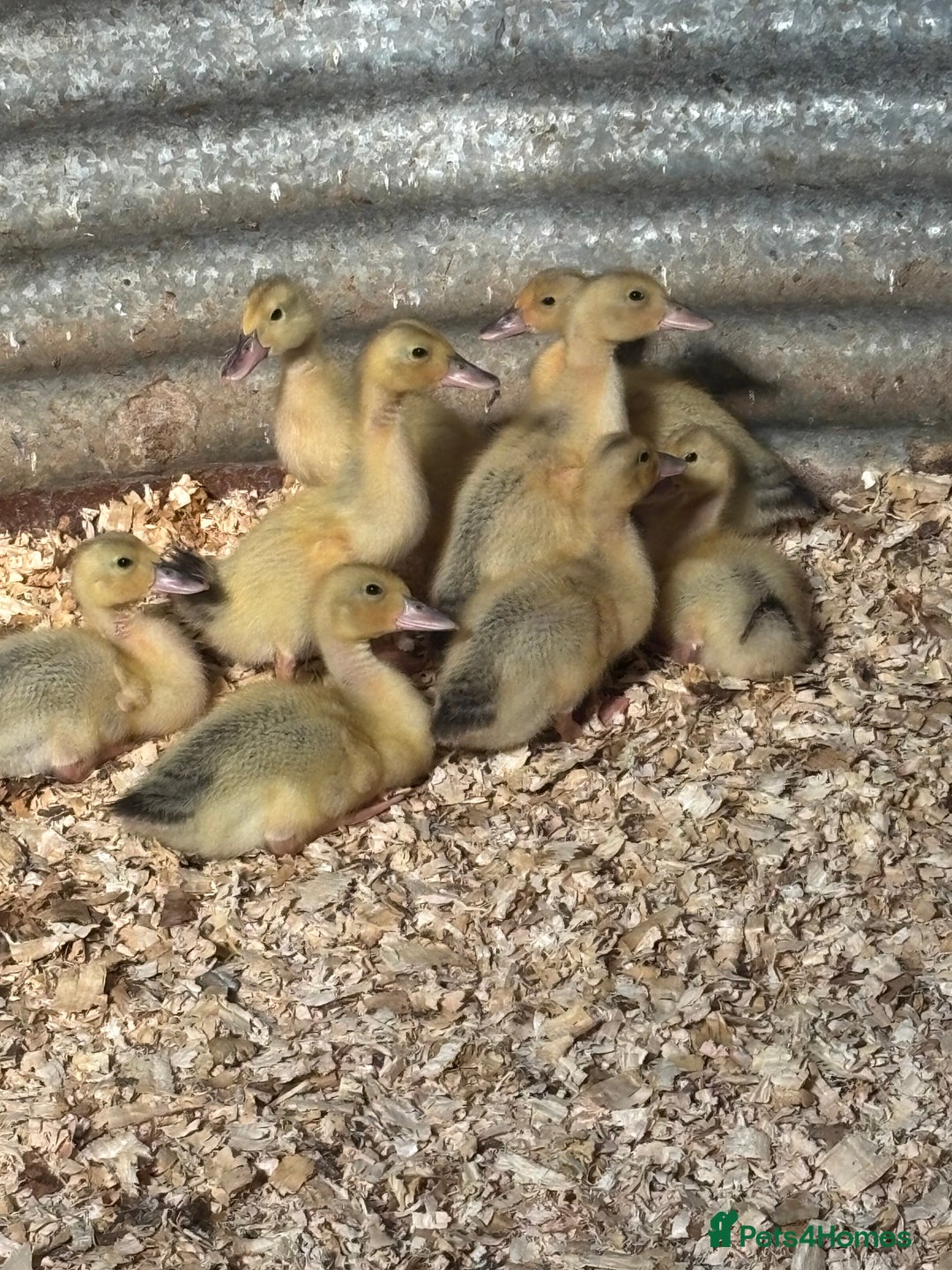 Ducks poultry for sale: Silver Appleyard drakes - Advert 5