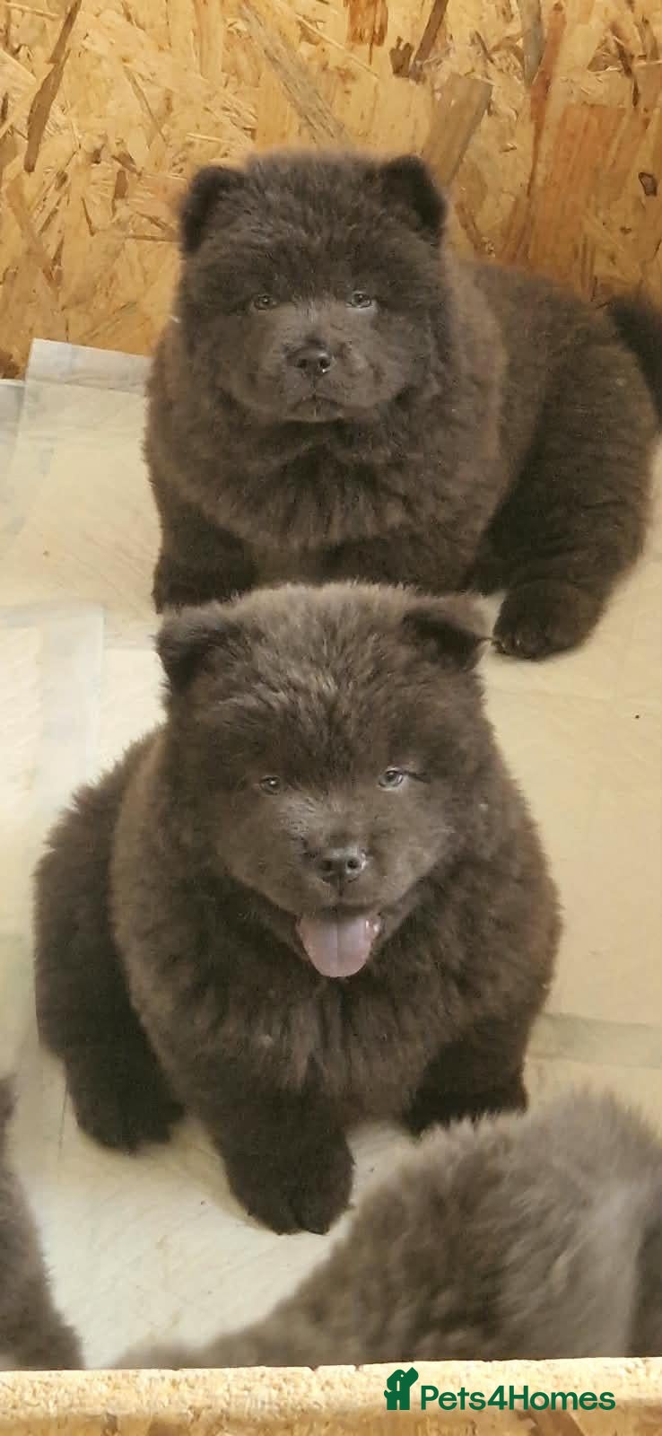 Chow Chow dogs Ready Now Chow Puppy's  - Advert 16