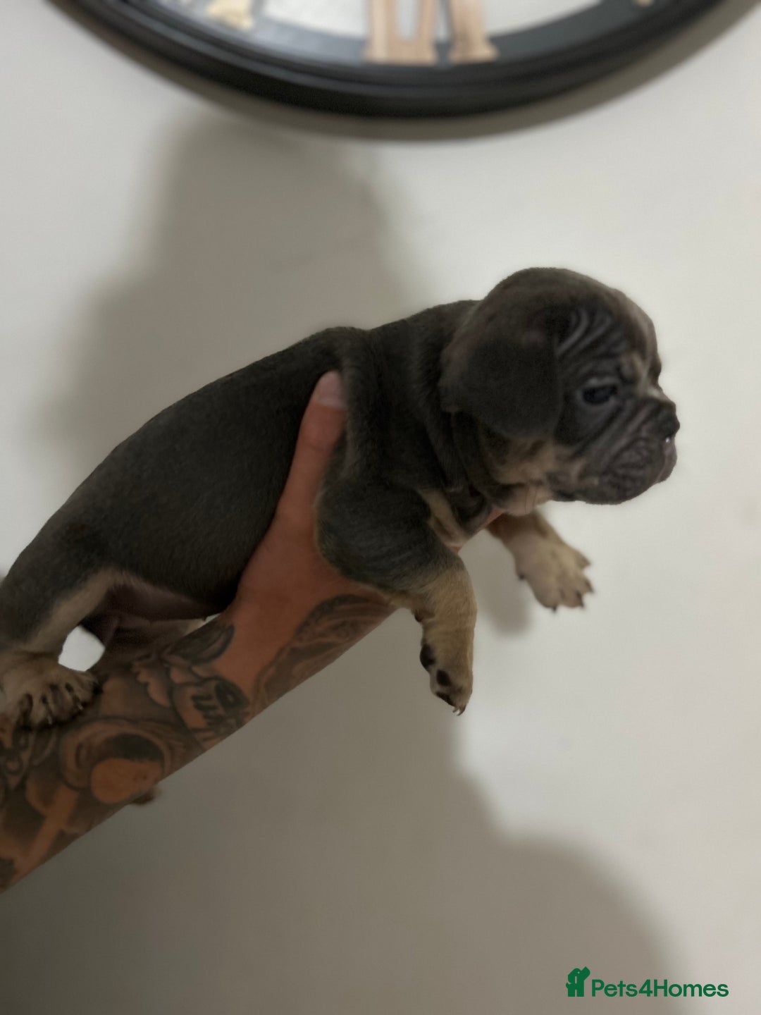 French Bulldog dogs for sale: 5* beautiful French bulldogs left ready to go 🏡 - Image 20