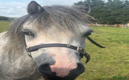 Welsh Section A horses for sale: Welsh section A Pony - Image 3