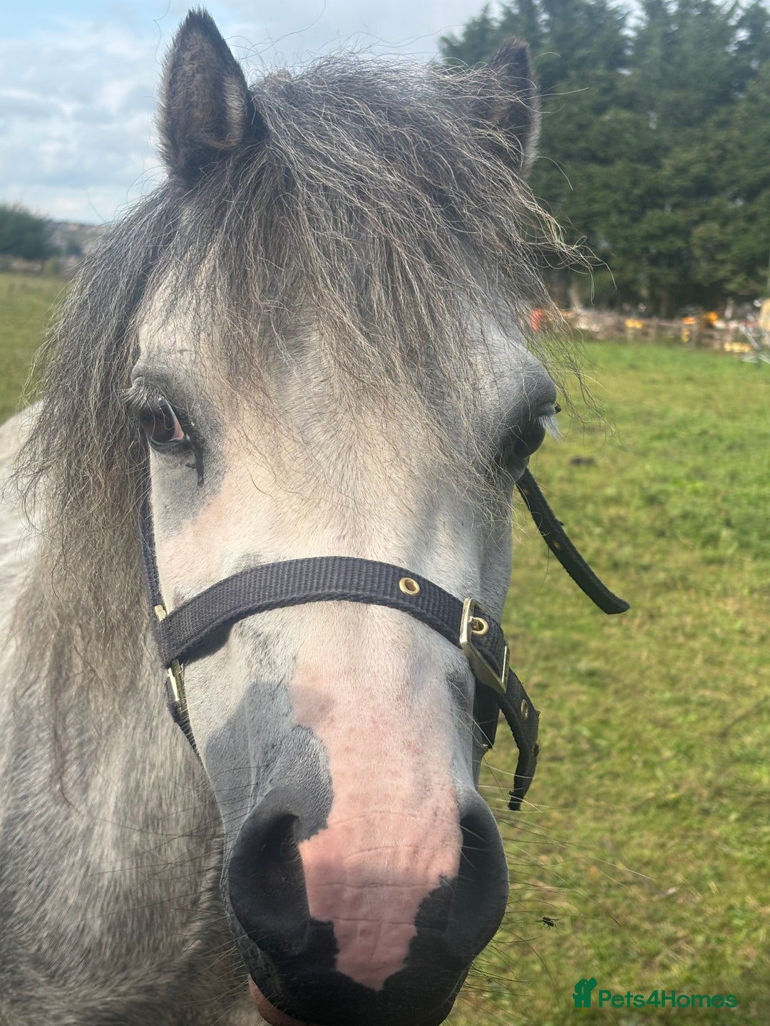 Welsh Section A horses for sale: Welsh section A Pony - Image 3