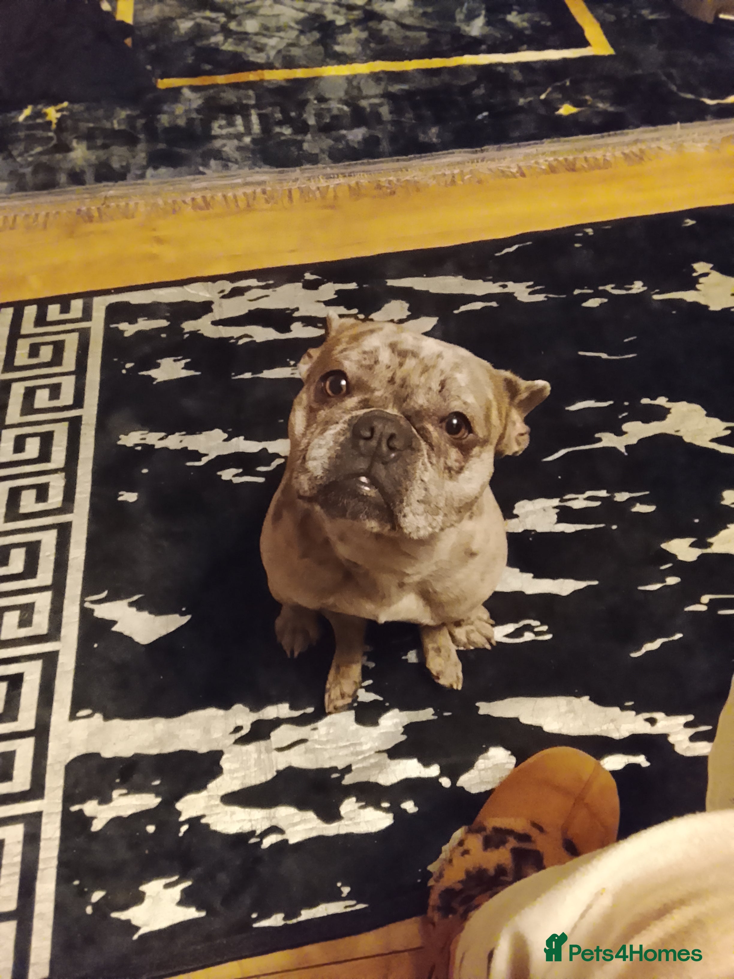 French Bulldog dogs Blue Merle girl  - Advert 1