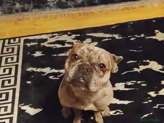 French Bulldog dogs Blue Merle girl - Advert 1