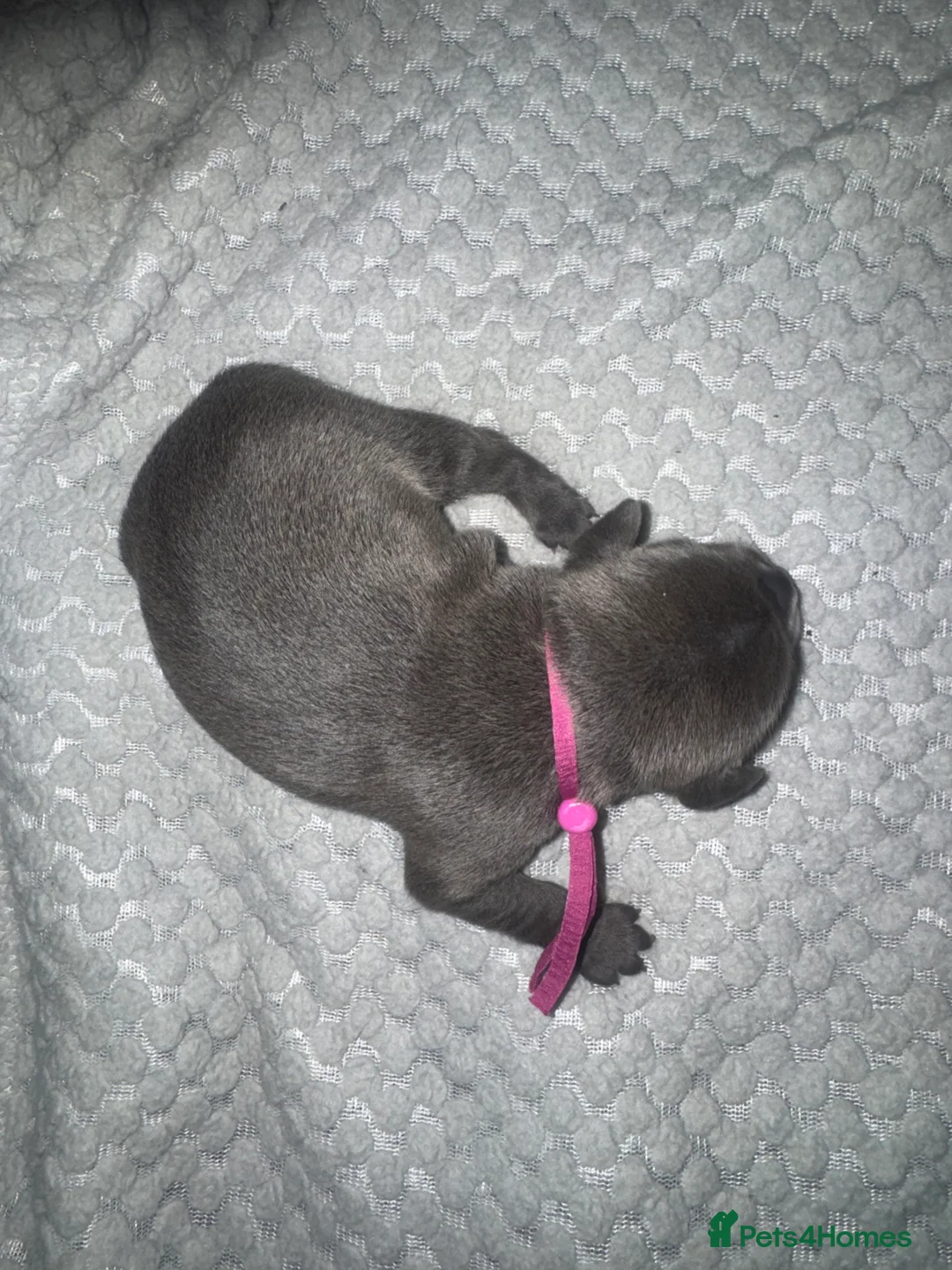 Staffordshire Bull Terrier dogs for sale: Solid Blue staff puppies  - Advert 6