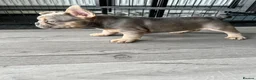 French Bulldog dogs for sale: Stunning female French bulldog puppy  - Advert 3