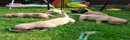 Labrador Retriever dogs for sale: Labrador Pups KC Reg.  - Advert 26