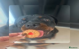 Rottweiler dogs for sale: 1 year old male Rottie for sale  - Advert 5