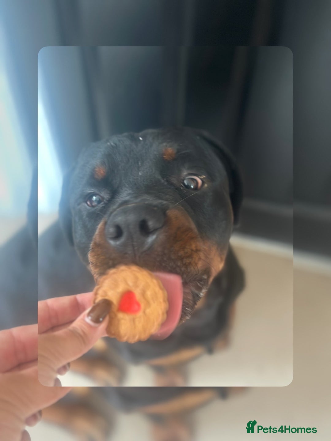 Rottweiler dogs for sale: 1 year old male Rottie for sale  - Advert 5