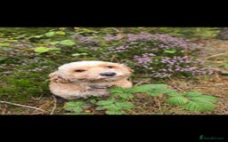 Cavapoo dogs for sale: Cavapoo female - Image 4