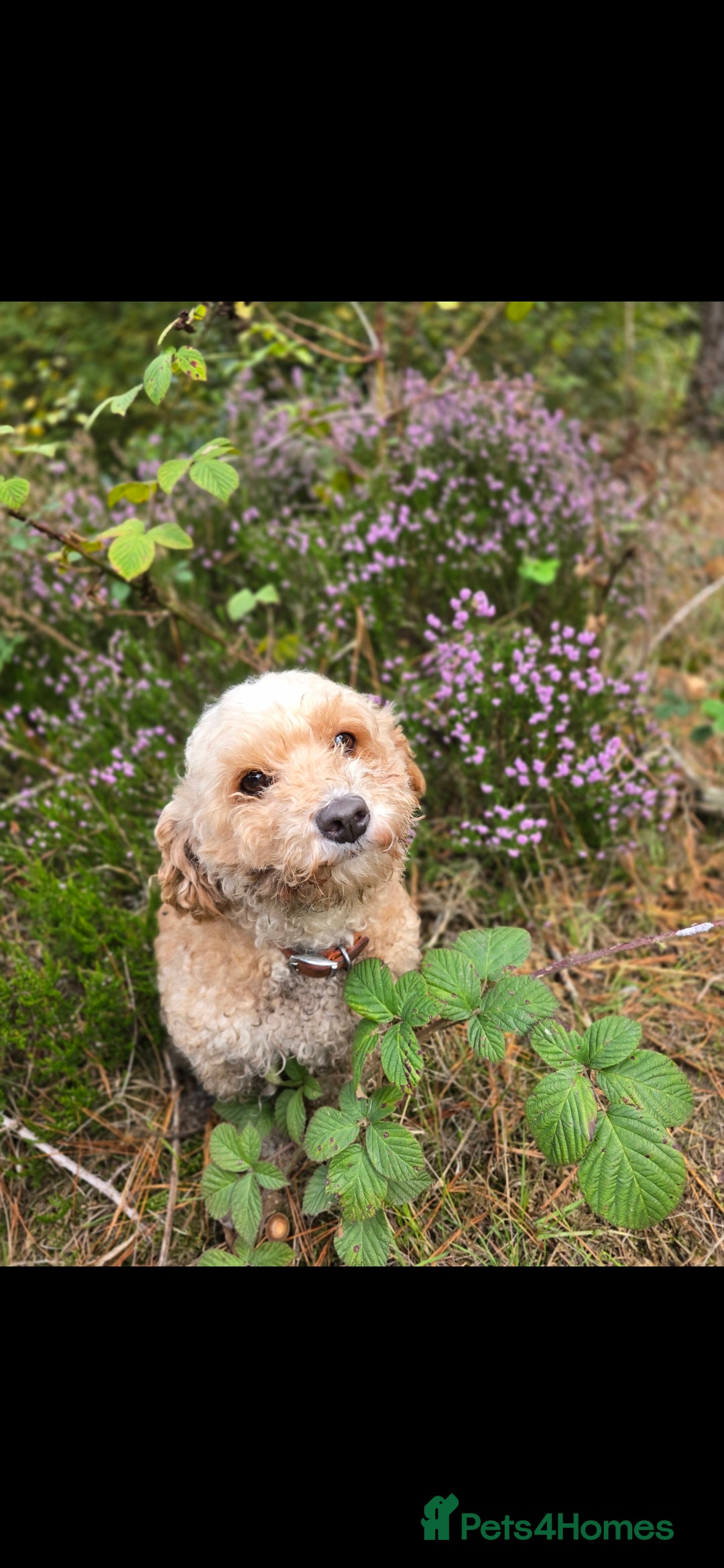Cavapoo dogs for sale: Cavapoo female - Image 4