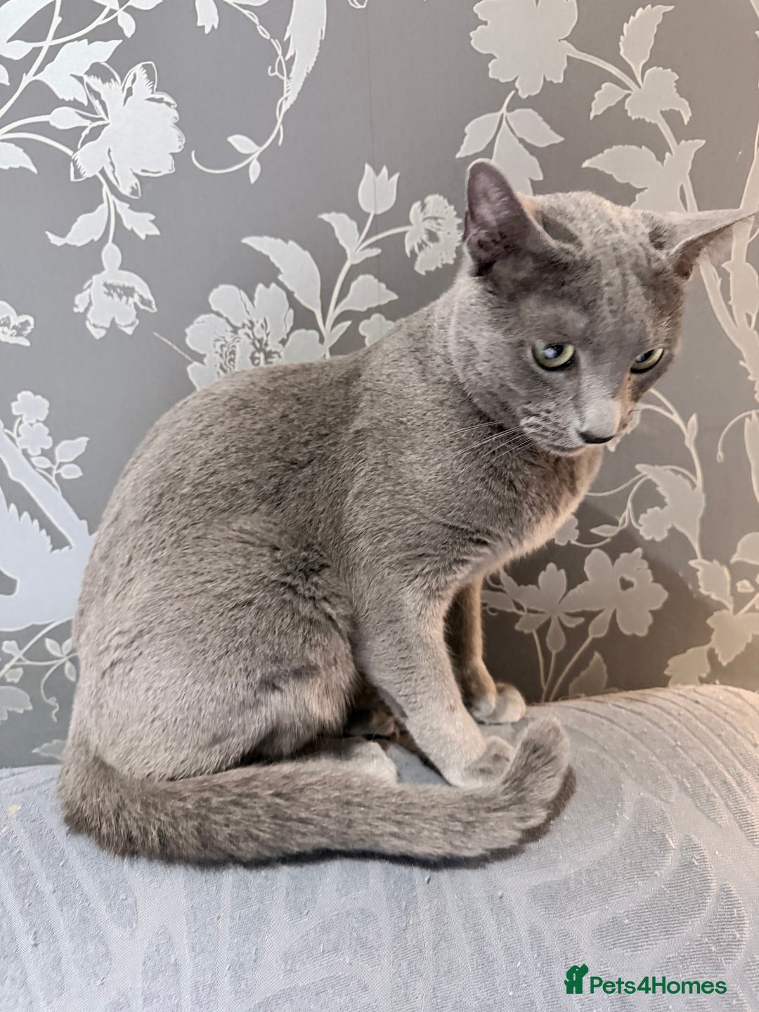 Russian Blue cats for sale:  friendly Russian blue excellent with kids - Advert 2