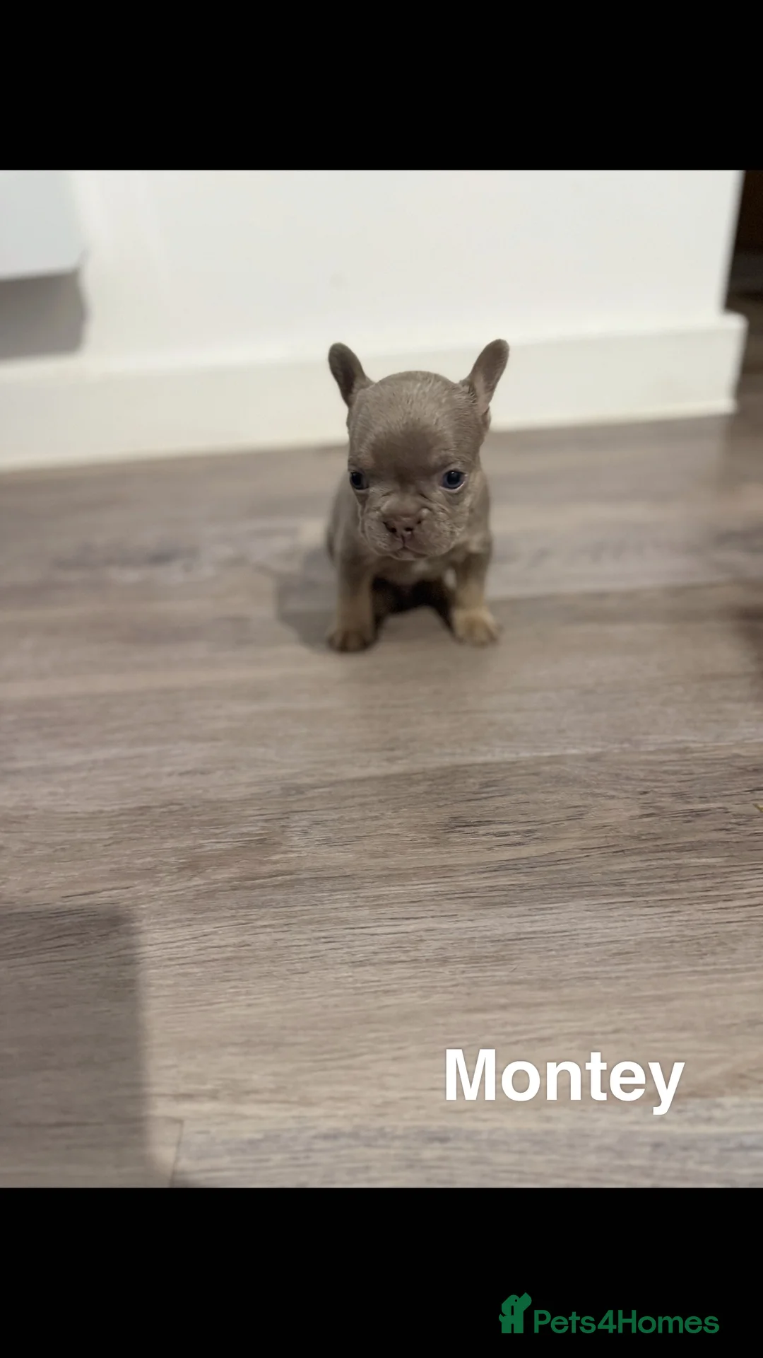 French Bulldog dogs for sale: French bulldog puppies for sale in Birmingham - Advert 5
