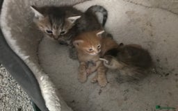 Mixed Breed cats for sale:  Fluffy Ginger Boy & Fluffy Tabby Girl Kitten - Image 20