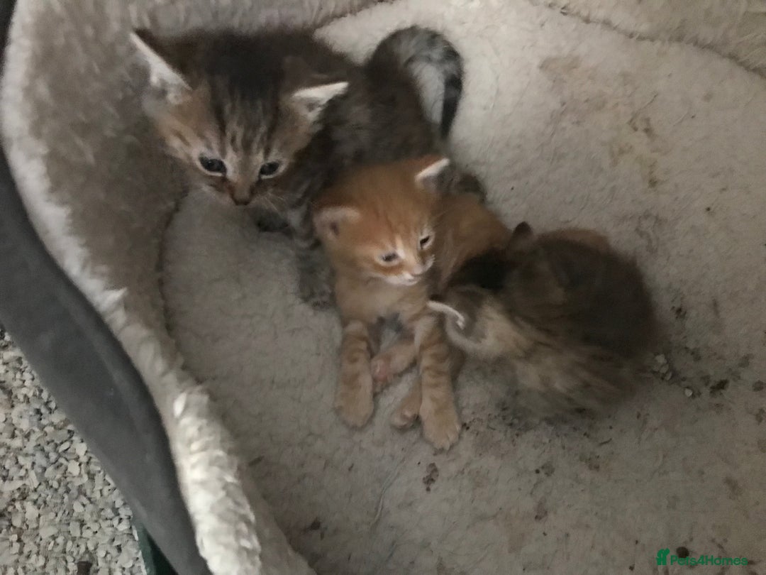 Mixed Breed cats for sale:  Fluffy Ginger Boy & Fluffy Tabby Girl Kitten - Image 20