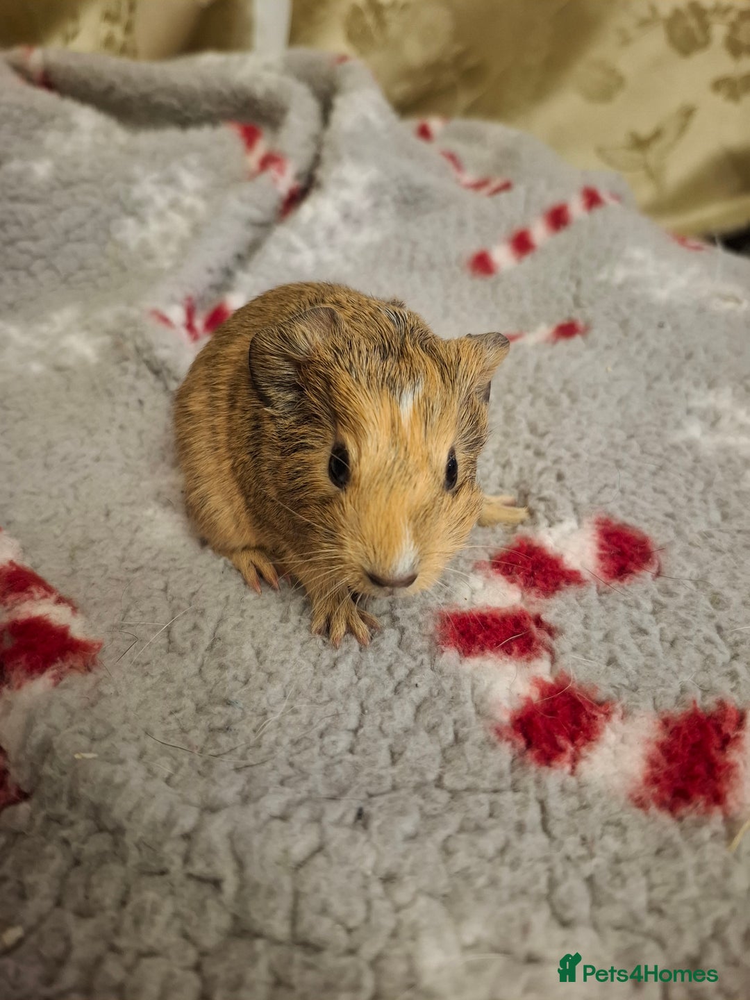 Guinea Pig rodents for sale: Female Guinea Pig Pairs  - Advert 3