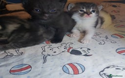 Mixed Breed cats for sale: 4 beautiful kittens - Image 22