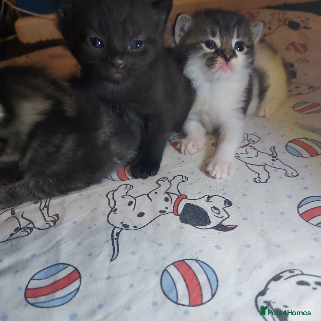 Mixed Breed cats for sale: 4 beautiful kittens - Image 22