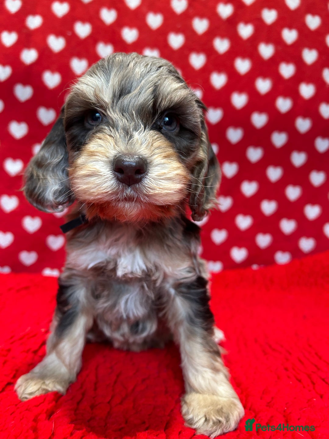 Cockapoo dogs for sale: Cute F1 cockapoo puppies  - Advert 3