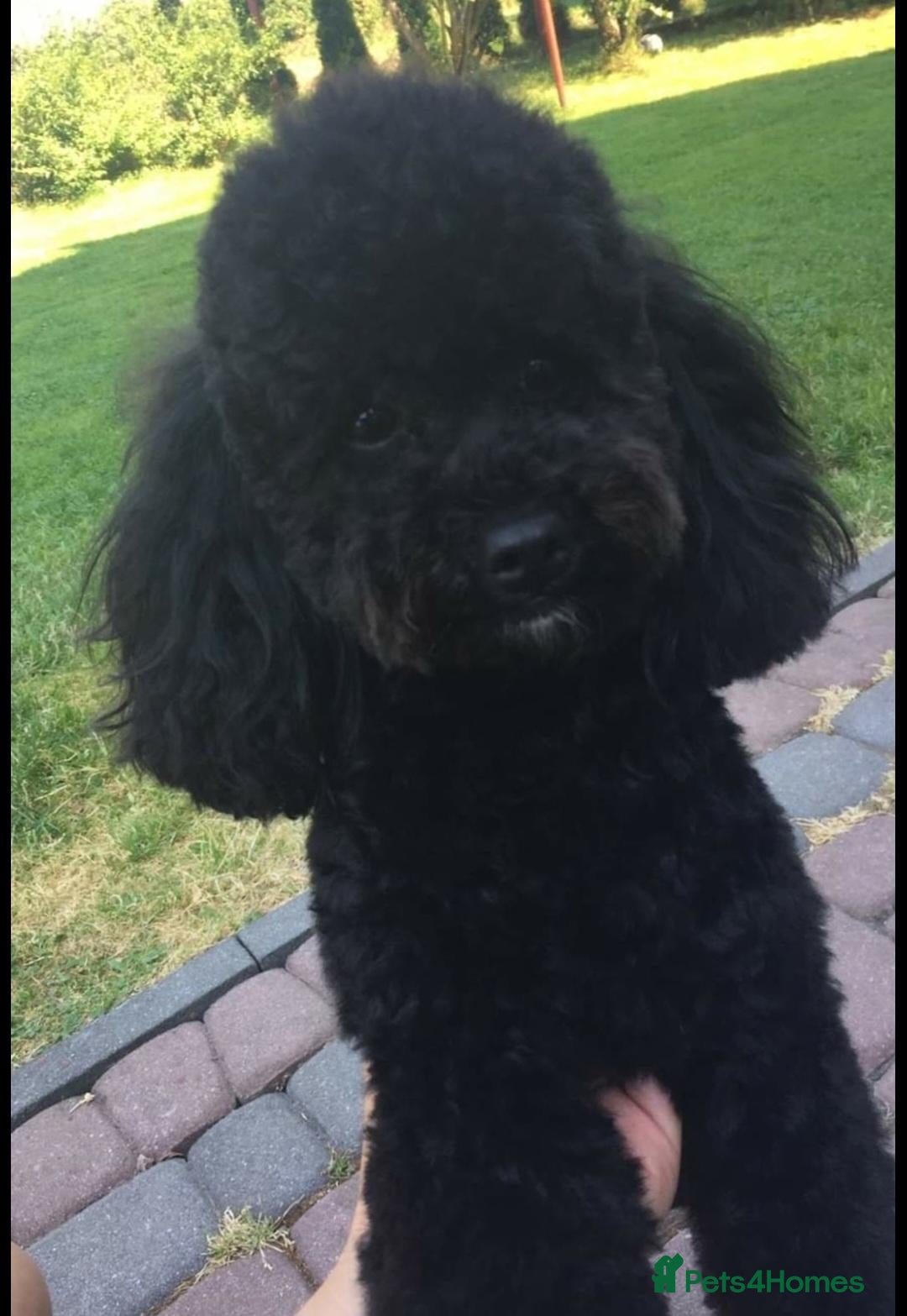 Australian Labradoodle dogs Australian Labradoodle Small Size  - Advert 1
