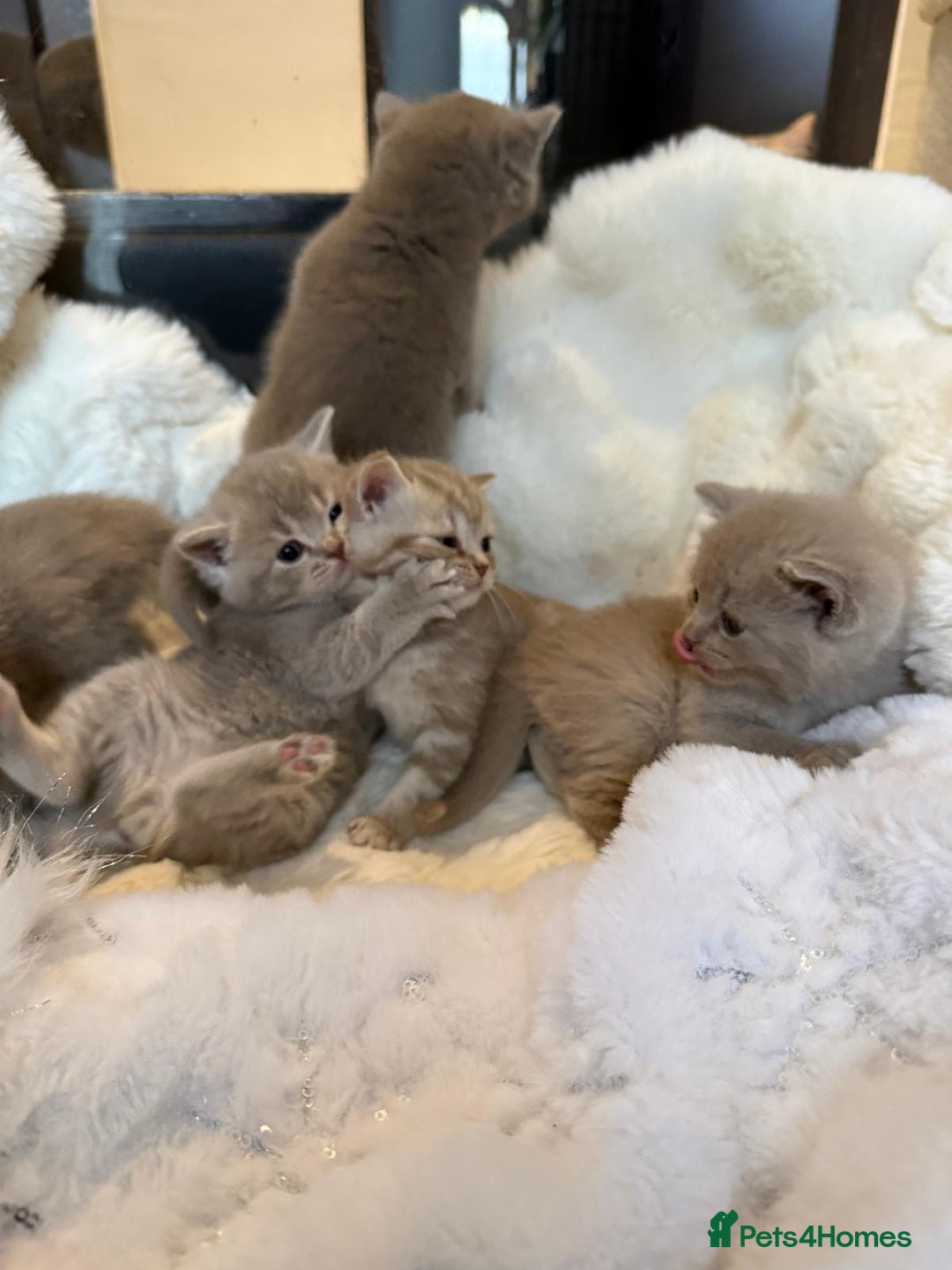 British Shorthair cats for sale: Beautiful British Shorthair kittens 3 Boys 2 Girls - Advert 9