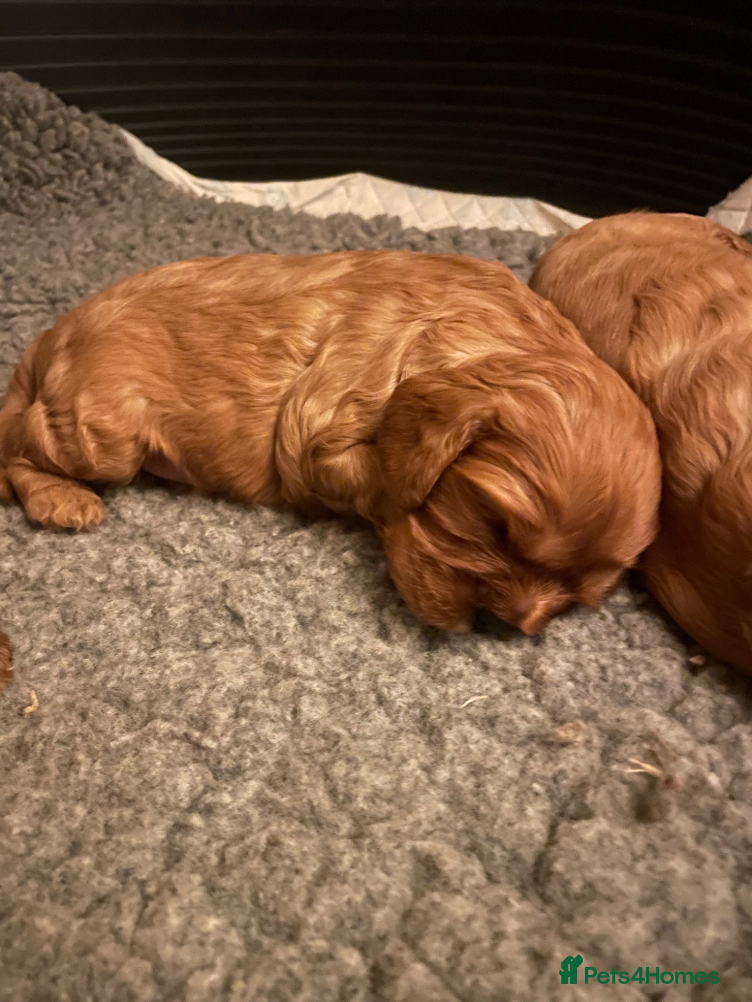 Cavalier King Charles Spaniel dogs for sale: King Charles cavalier babies  - Advert 1